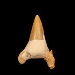 Mackerel Shark Tooth