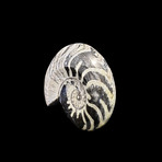 Ammonite // Goniatite