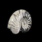 Ammonite // Goniatite