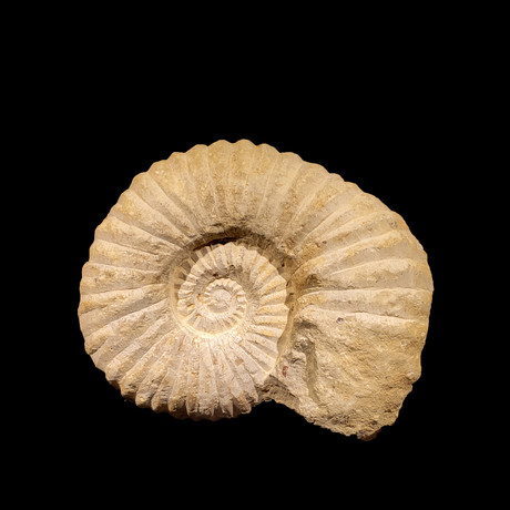 Ammonite // Mellitella
