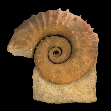Heteromorph Ammonite // Ver. 3