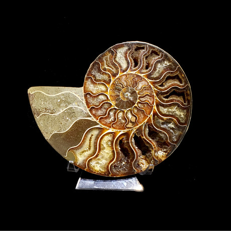 Medium Ammonite  // Ver. II