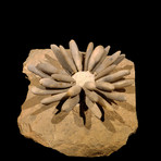 Fossilized Sea Urchin