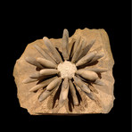 Fossilized Sea Urchin