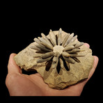 Fossilized Sea Urchin