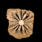 Fossilized Sea Urchin