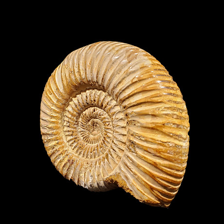 Ammonite // Perisphinctes