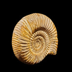 Ammonite // Perisphinctes