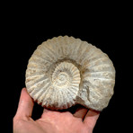 Ammonite // Mellitella