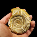 Ammonite // Perisphinctes