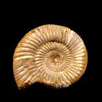 Ammonite // Perisphinctes