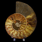 Large Ammonite  // Ver. II