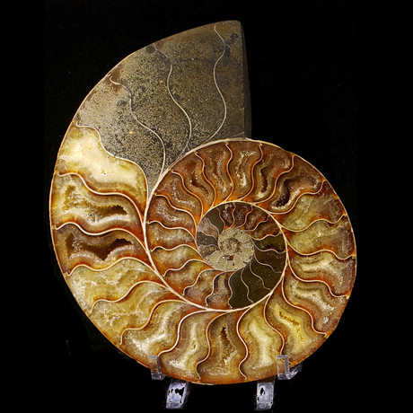 Large Ammonite  // Ver. III