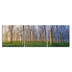 Trees of Color (Set of 3 - 72"W x 24"H x 1"D)