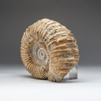 Natural Ammonite Fossil V.3