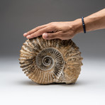 Natural Ammonite Fossil V.2