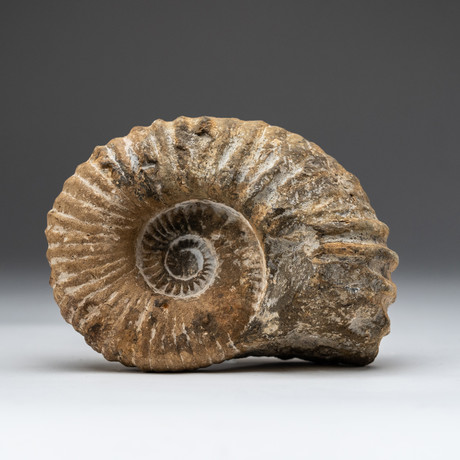 Natural Ammonite Fossil V.1