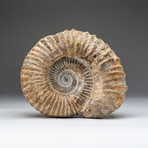 Natural Ammonite Fossil V.3