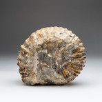 Natural Ammonite Fossil V.2