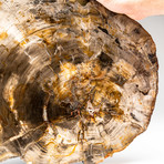 Petrified Wood Slice V.2