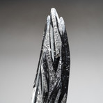 Orthoceras Fossil Statue V.2