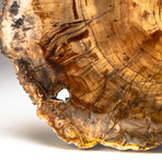 Petrified Wood Slice V.1