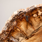 Petrified Wood Slice V.1