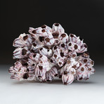 Natural Purple Acorn Barnacle Cluster