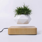 AIRSAI // Floating Bonsai Plant // Style 2