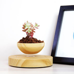 AIRSAI // Floating Bonsai Plant // Style 1