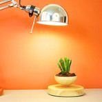 AIRSAI // Floating Bonsai Plant // Style 1