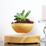 AIRSAI // Floating Bonsai Plant // Style 1