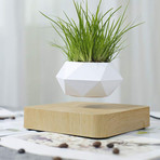 AIRSAI // Floating Bonsai Plant // Style 2