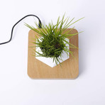 AIRSAI // Floating Bonsai Plant // Style 2