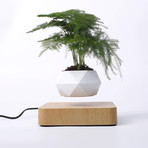 AIRSAI // Floating Bonsai Plant // Style 2
