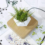 AIRSAI // Floating Bonsai Plant // Style 2