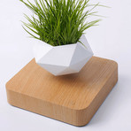 AIRSAI // Floating Bonsai Plant // Style 2