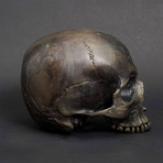Skull Maxilla // Ancient Bronze
