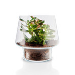 Succulent Glass Vase (Small)