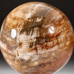 Polished Petrified Wood Sphere + Acrylic Display Stand V4