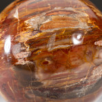 Polished Petrified Wood Sphere + Acrylic Display Stand V1