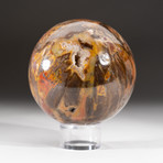 Polished Petrified Wood Sphere + Acrylic Display Stand V3