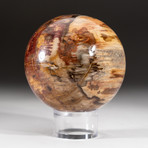 Polished Petrified Wood Sphere + Acrylic Display Stand V1