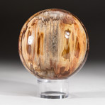 Polished Petrified Wood Sphere + Acrylic Display Stand V1