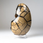 Polished Septarian Druzy Egg + Acrylic Display Stand V3