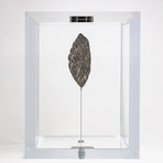 Muonionalusta Meteorite // Sweden // Large Space Box