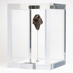 Sikhote Alin Meteorite // Siberia // Medium Space Box // Ver. 2