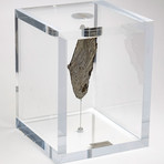 Seymchan Meteorite // Magadanskaya Oblast // Large Space Box