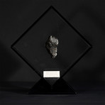 Sikhote Alin Meteorite // Siberia // Black Acrylic Display // Ver. 4