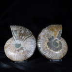 Ammonite Pair II